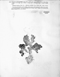 Hericium coralloides image